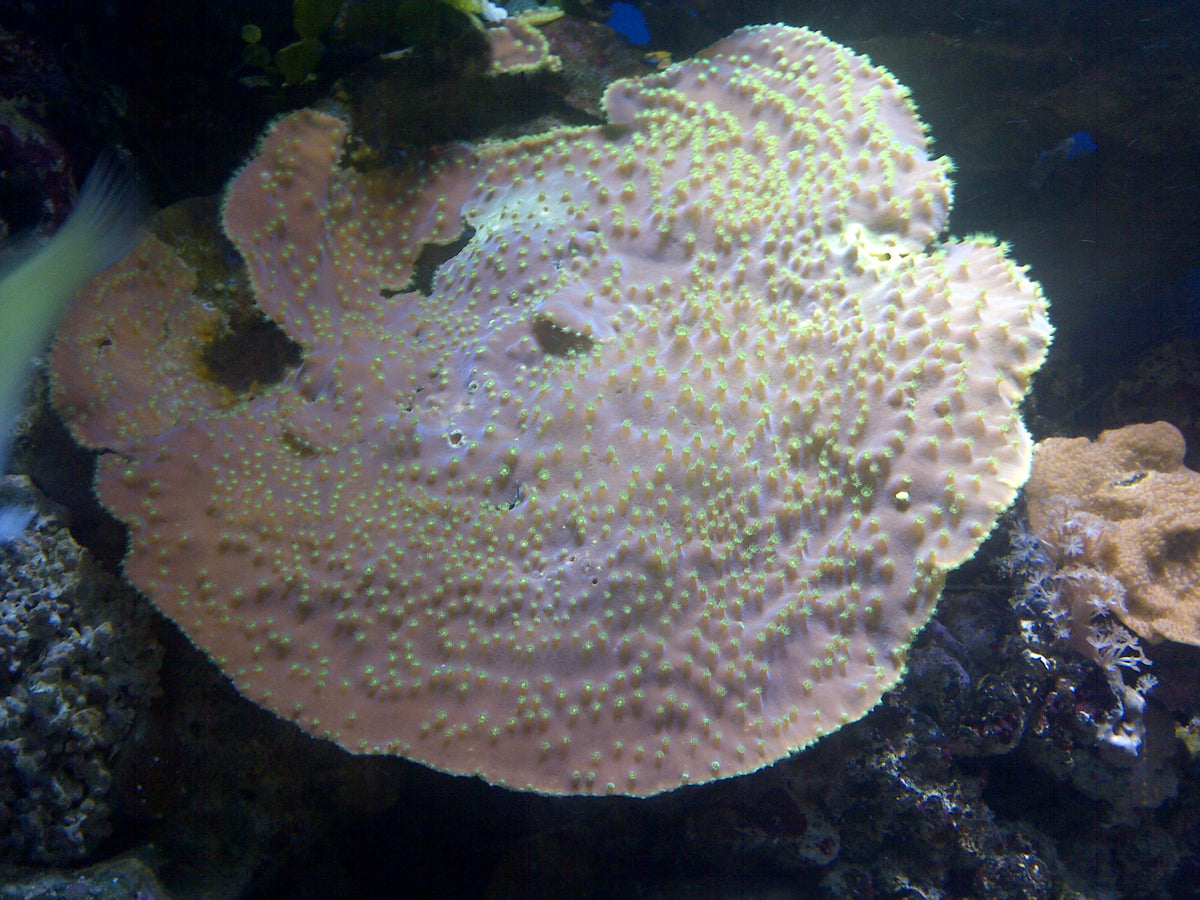 Salmon Roe Montipora Frag