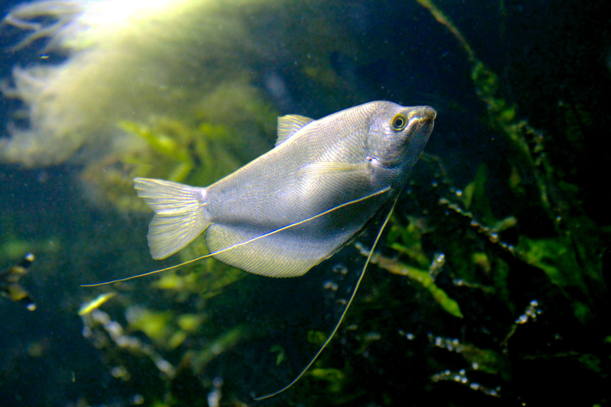 Moonlight Gourami (Trichopodus microlepis)