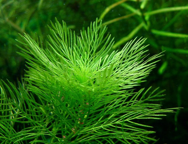 Myriophyllum Matogrossense (Myriophyllum mattogrossense) — via Wikimedia Commons