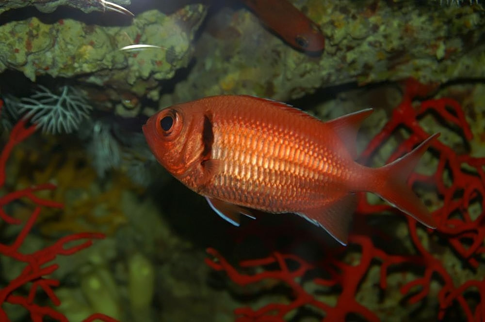 Big Eye Squirrelfish