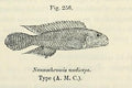 Nudiceps Cichlid