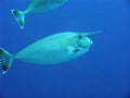 White Margin Unicorn Tang (Naso annulatus)