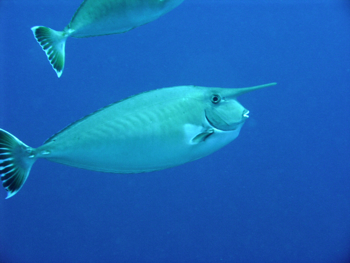 White Margin Unicorn Tang (Naso annulatus)