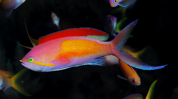 Threadfin Anthias (Pseudanthias carberryi) - Super Male