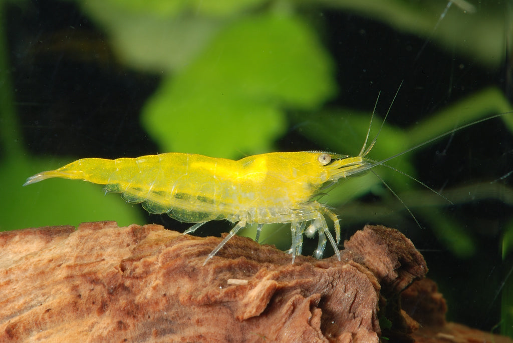 SS Grade Yellow (Bullion) Shrimp (Neocaridina sp.) — Photo: DirkBlankenhaus, CC BY-SA 3.0, via Wikimedia Commons