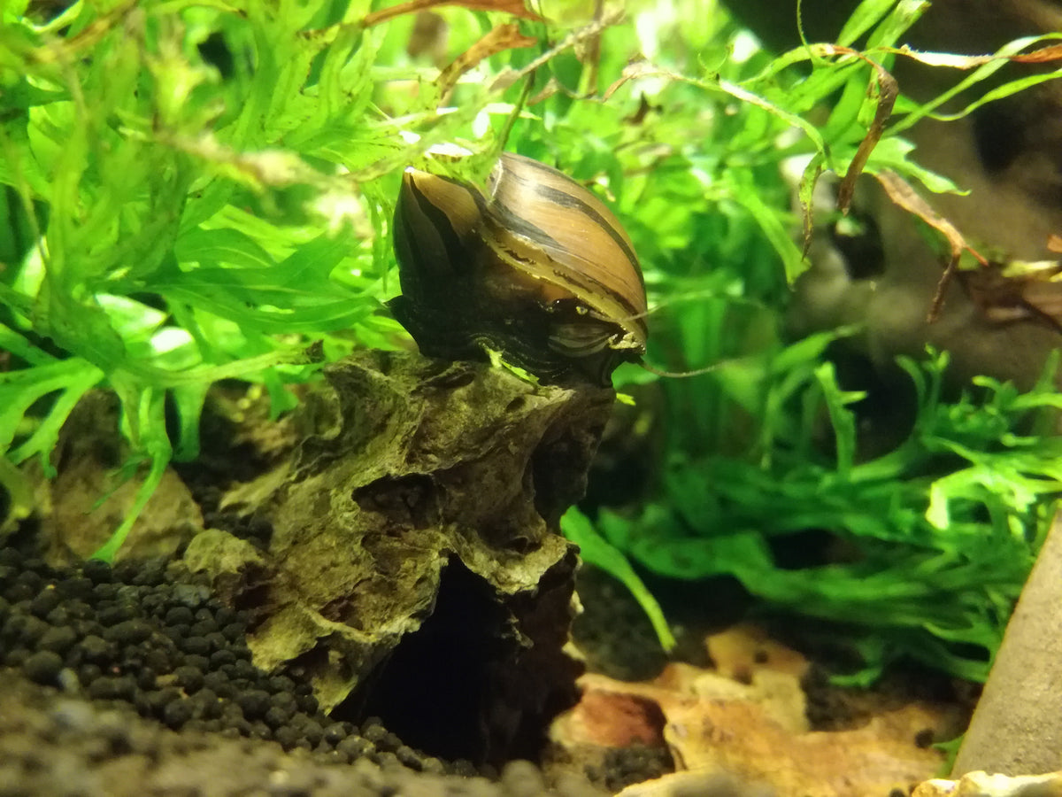 Red Onion Nerite Snail (Neritina natalensis) — Photo: TakisA1, CC BY-SA 4.0, via Wikimedia Commons