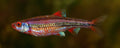 Rainbow Dace