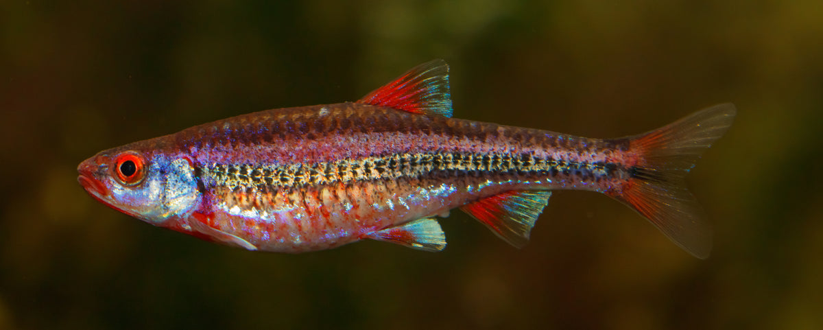 Rainbow Dace
