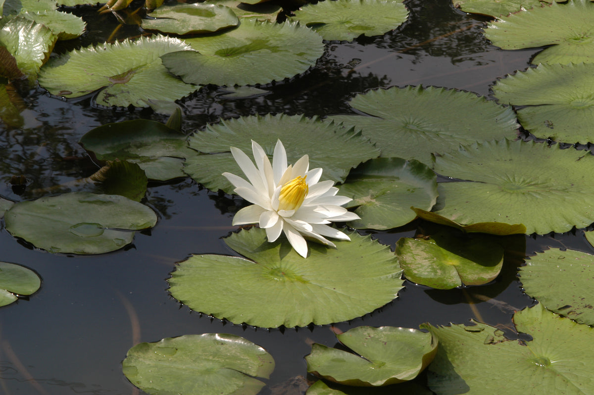 Tri Color Lotus (Nymphaea lotus) — via Wikimedia Commons