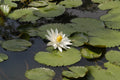 Red Dwarf Aquarium Lily (Nymphaea lotus) — via Wikimedia Commons