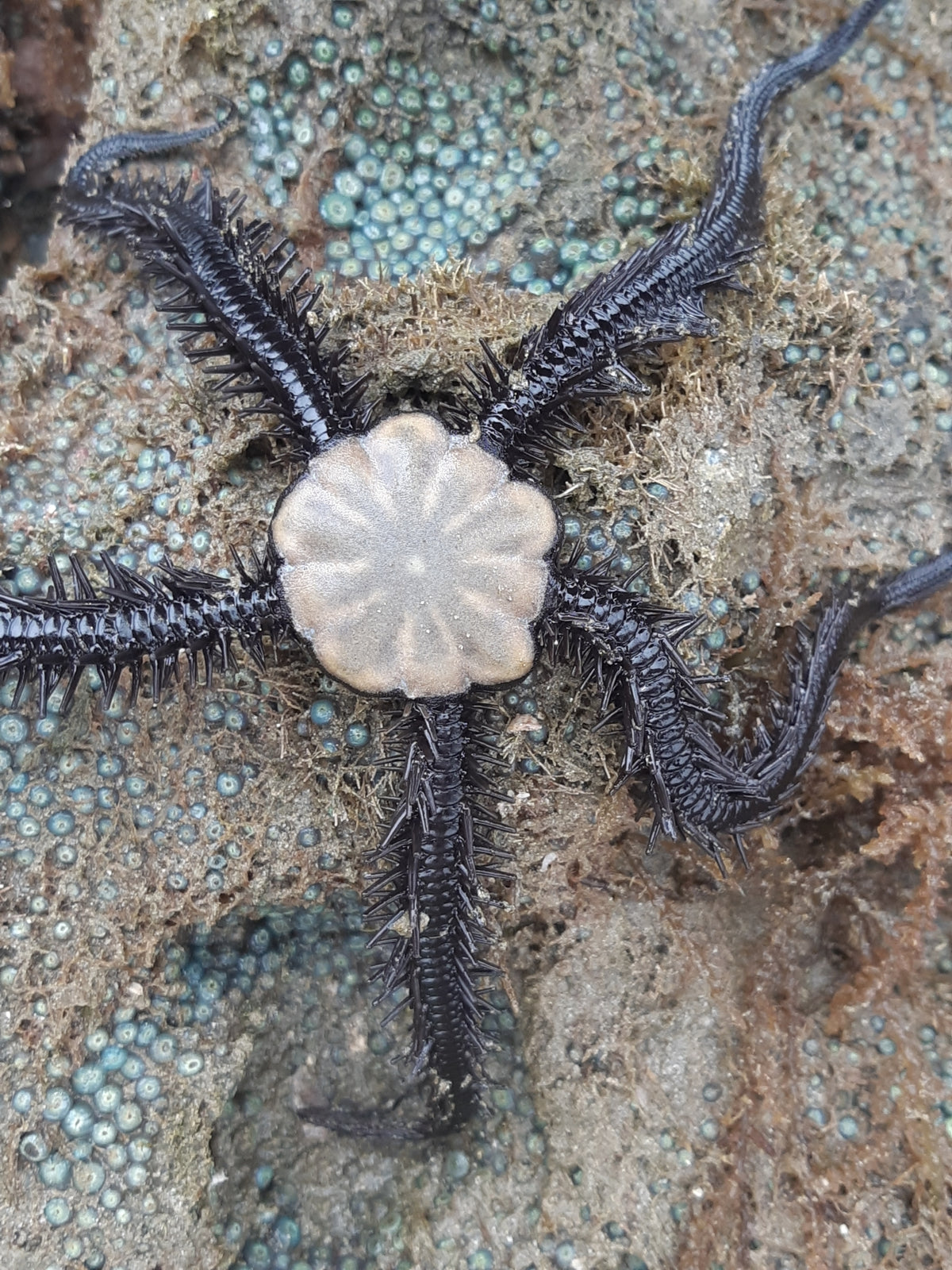 Black Brittle Star
