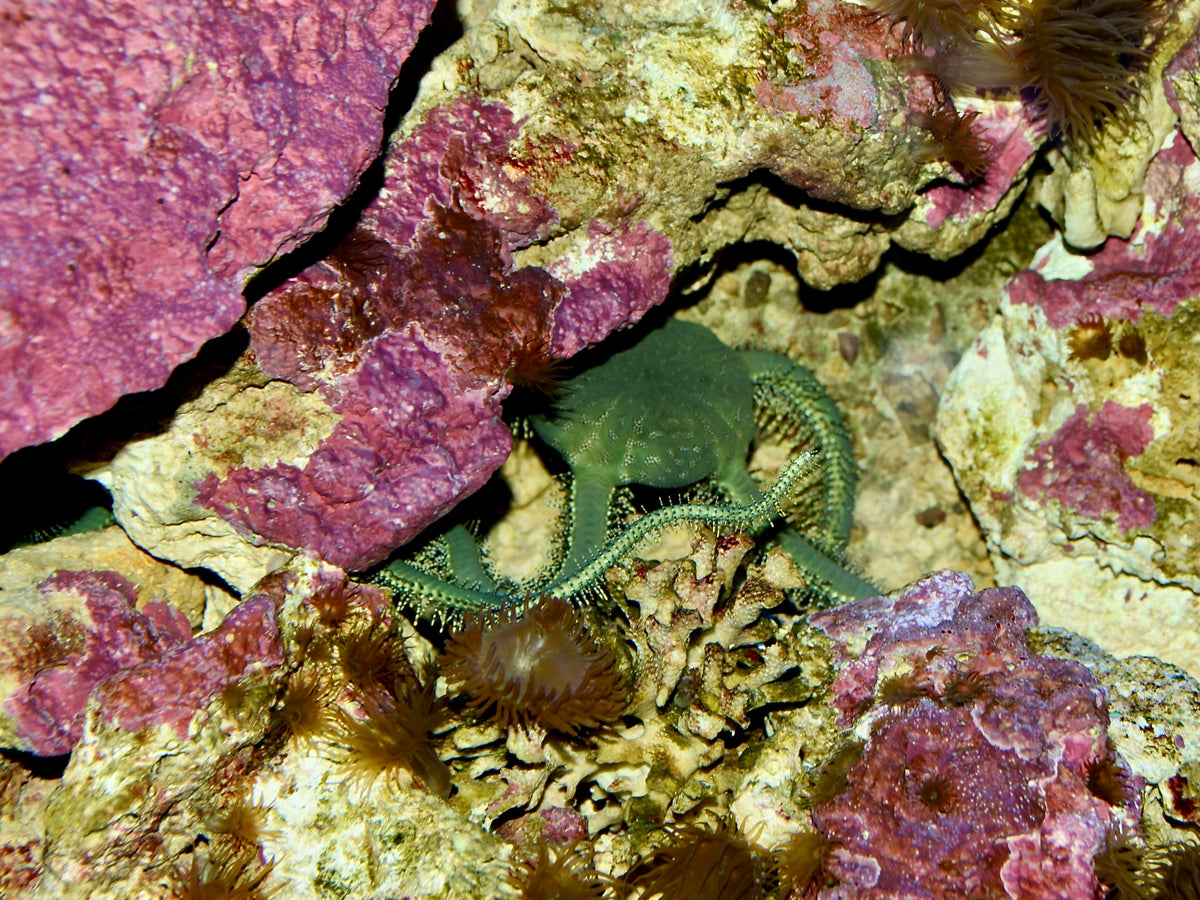 Green Brittle Star (Ophiarachna incrassata)