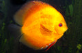 Golden Rainbow Discus (Symphysodon sp.)