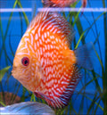 Pigeon Red Stone Discus (Symphysodon sp.)