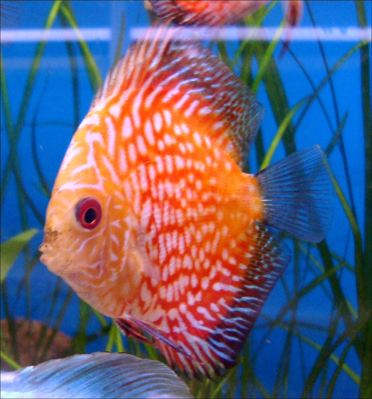 Pigeon Red Stone Discus (Symphysodon sp.)