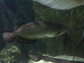 Jardini Arowana (Scleropages jardinii)