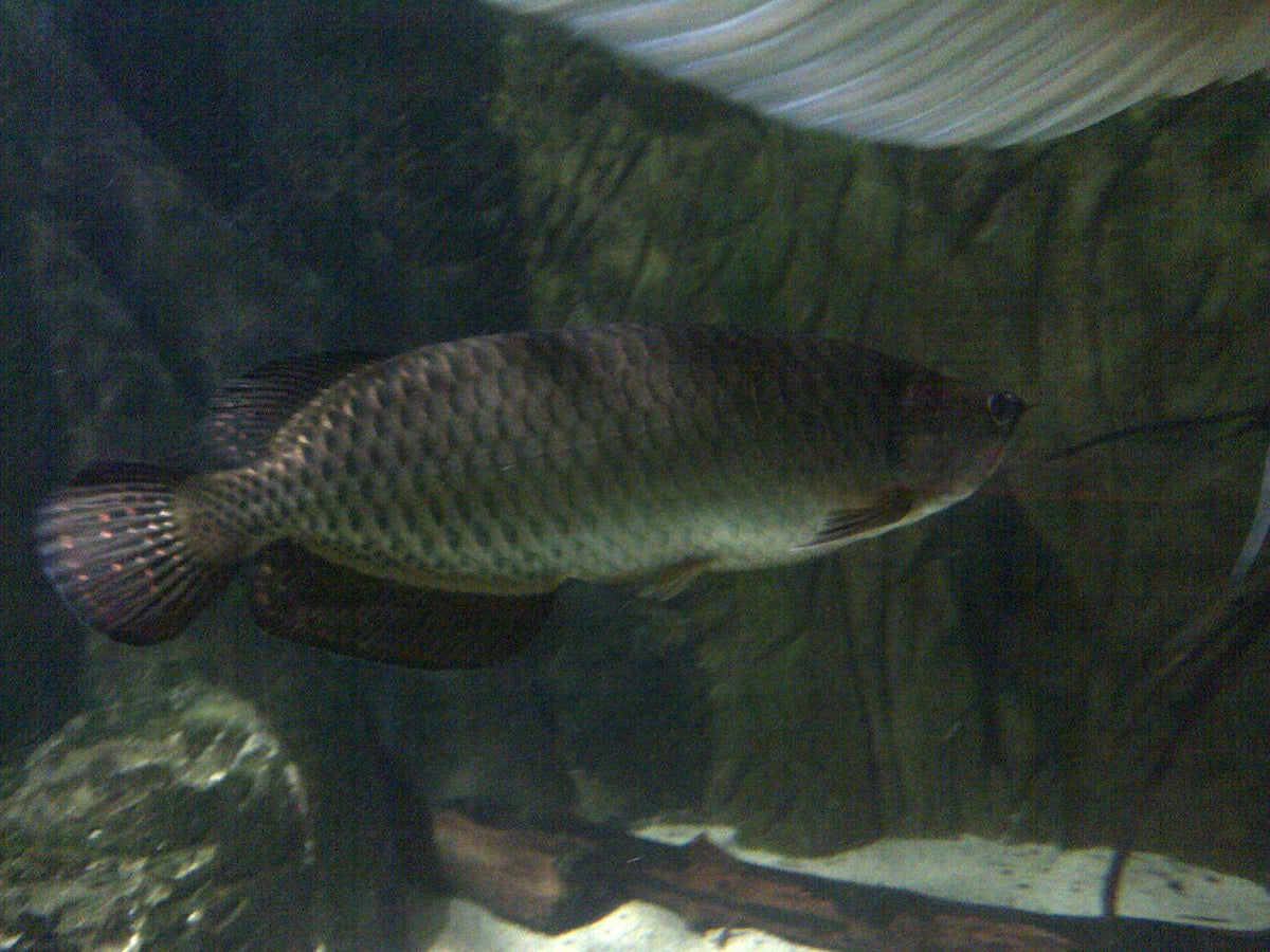 Jardini Arowana (Scleropages jardinii)