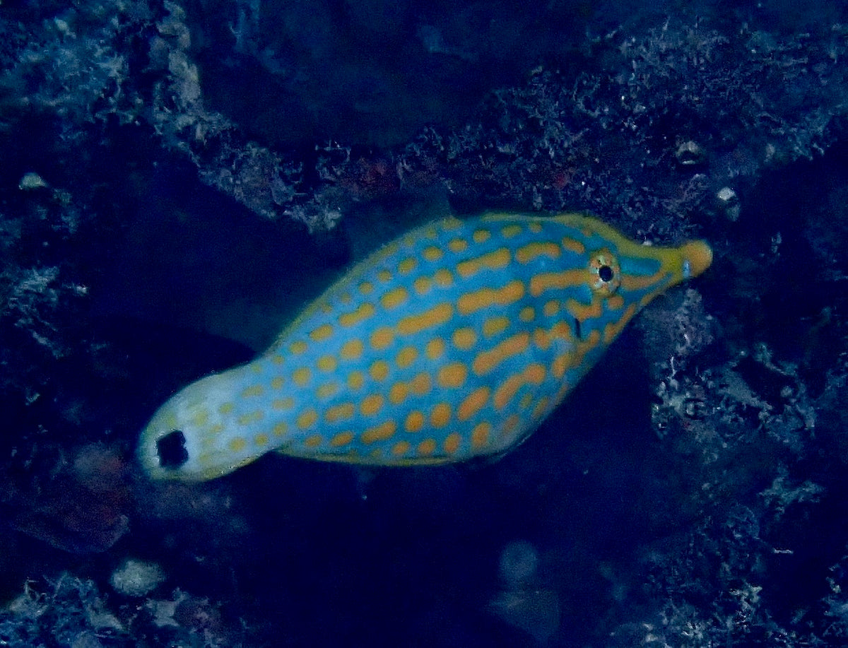 Orange Spot Filefish