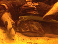 Clown Pleco (Panaqolus maccus)