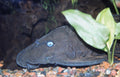 Blue Eye Pleco