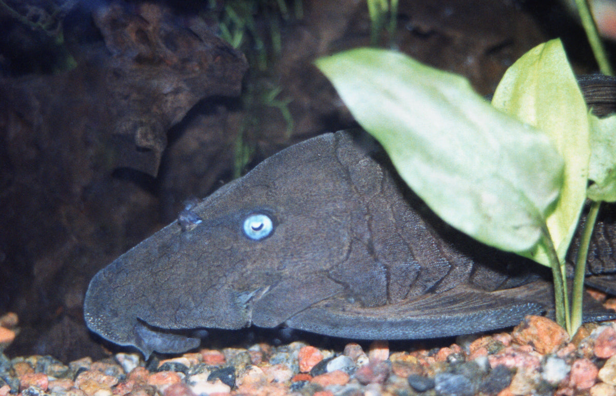 Blue Eye Pleco
