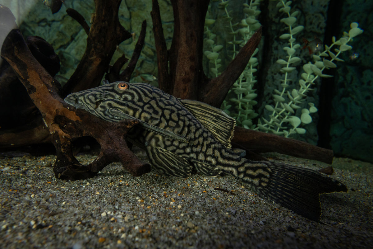 Watermelon Pleco L330