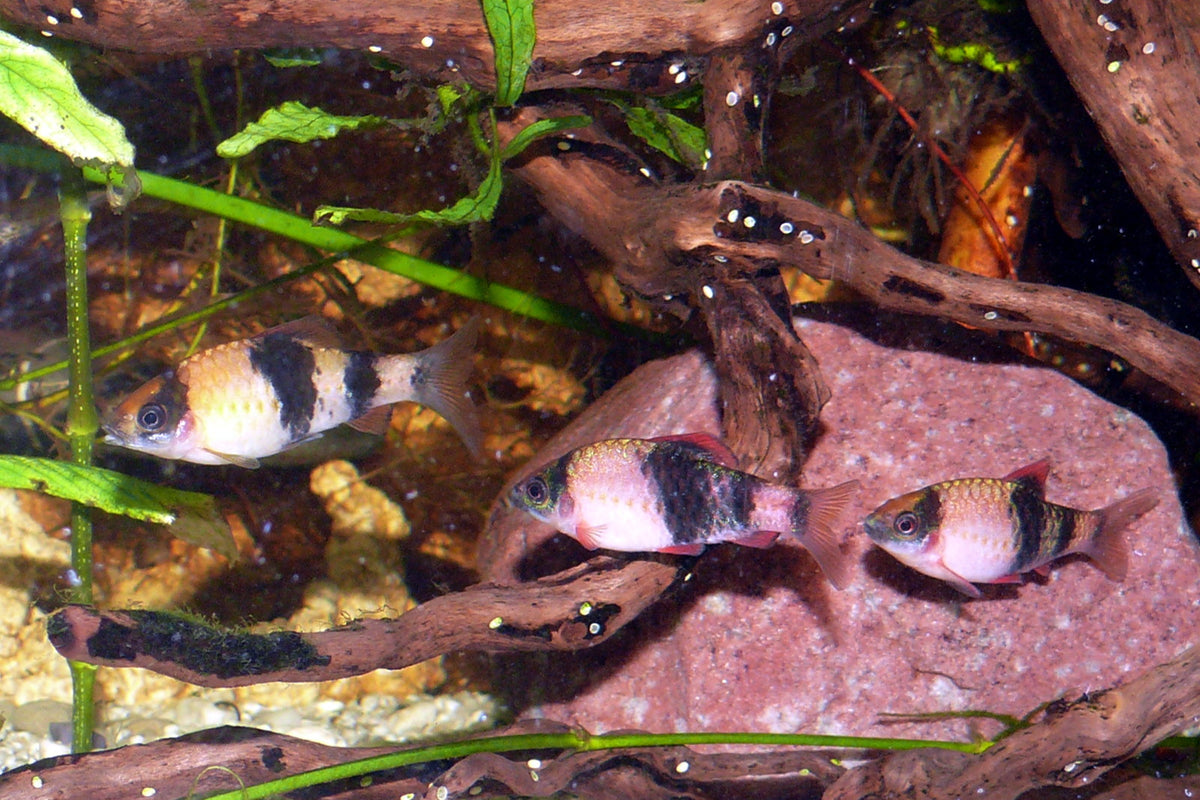 Melon Barb — Photo: Haplochromis, CC BY-SA 3.0, via Wikimedia Commons