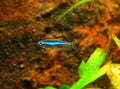 Wild Green Neon Tetra (Paracheirodon simulans) — Photo: Sascha Biedermann, CC BY-SA 2.5, via Wikimedia Commons