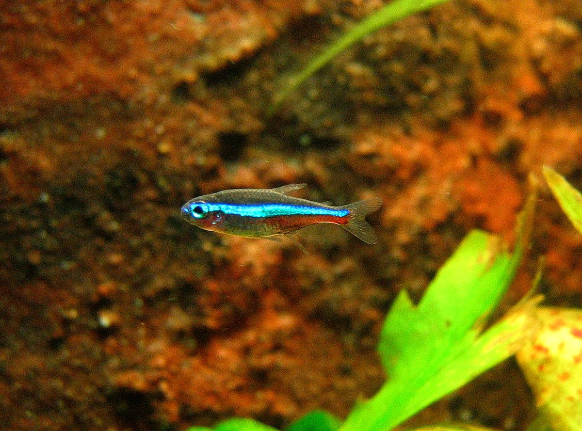Wild Green Neon Tetra (Paracheirodon simulans)