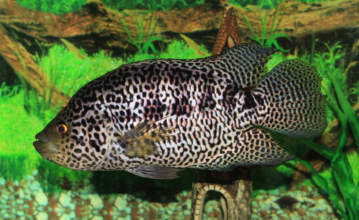 Managuensis Cichlid (Parachromis managuensis)