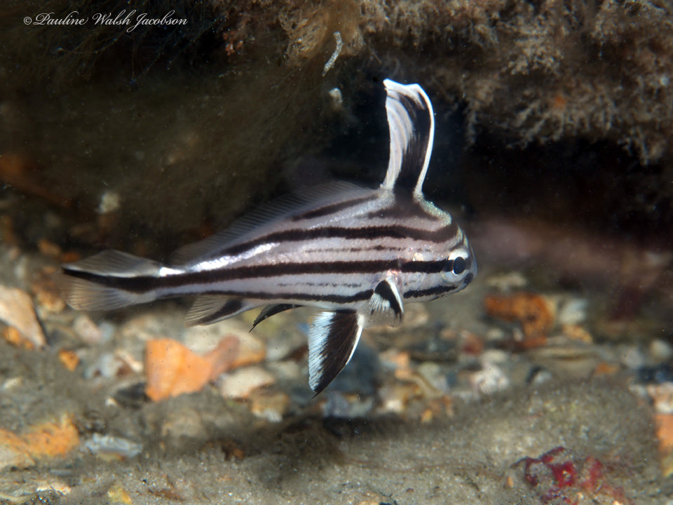 Highhat Drum (Pareques acuminatus)