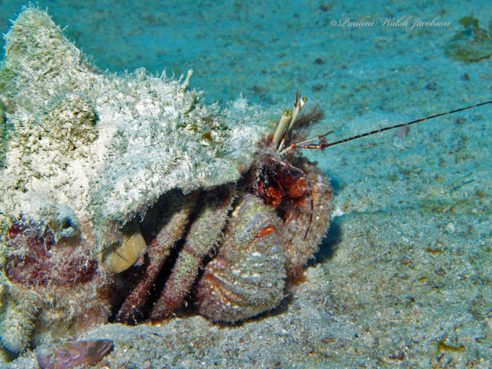 Giant Red Hermit Crab