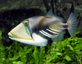 Huma Huma Triggerfish