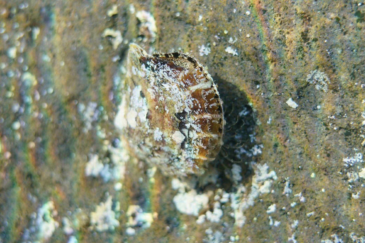 Atlantic Pearl Oyster (Pinctada imbricata) — Photo: Michael Bommerer, CC BY 4.0, via Wikimedia Commons