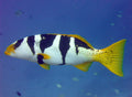 Saddleback Leopard Grouper
