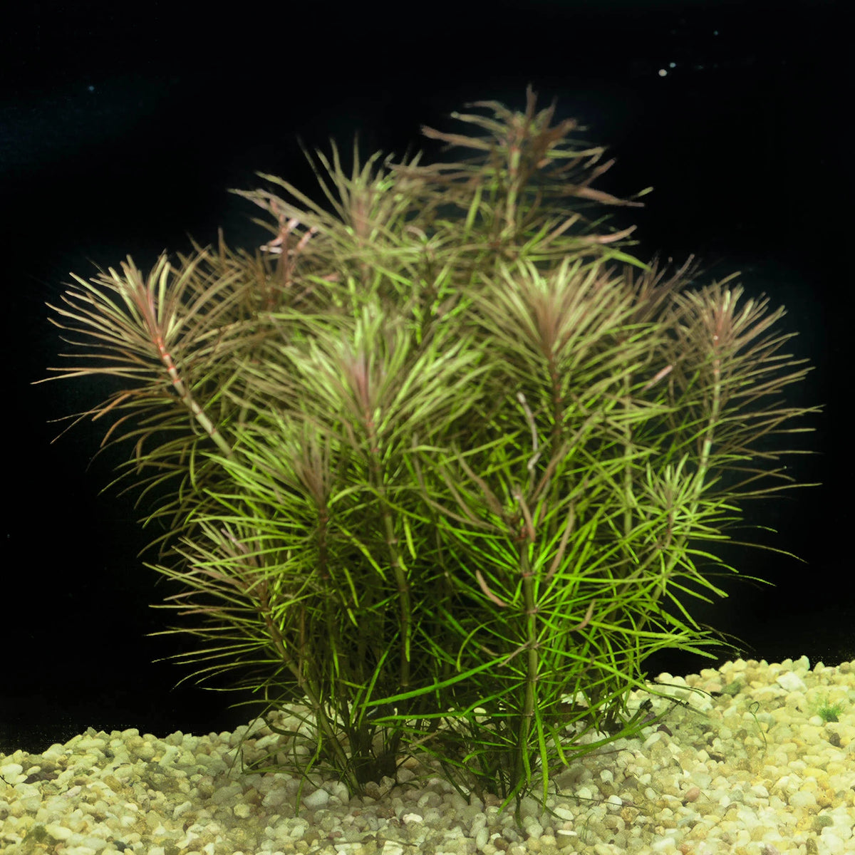 Pogostemon Stellatus 'Octopus' — photo: Florida Aquatic Nurseries, used with permission