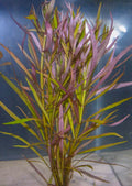 Pogostemon Stellatus Purple (Eusteralis Stellata) — photo: Florida Aquatic Nurseries, used with permission
