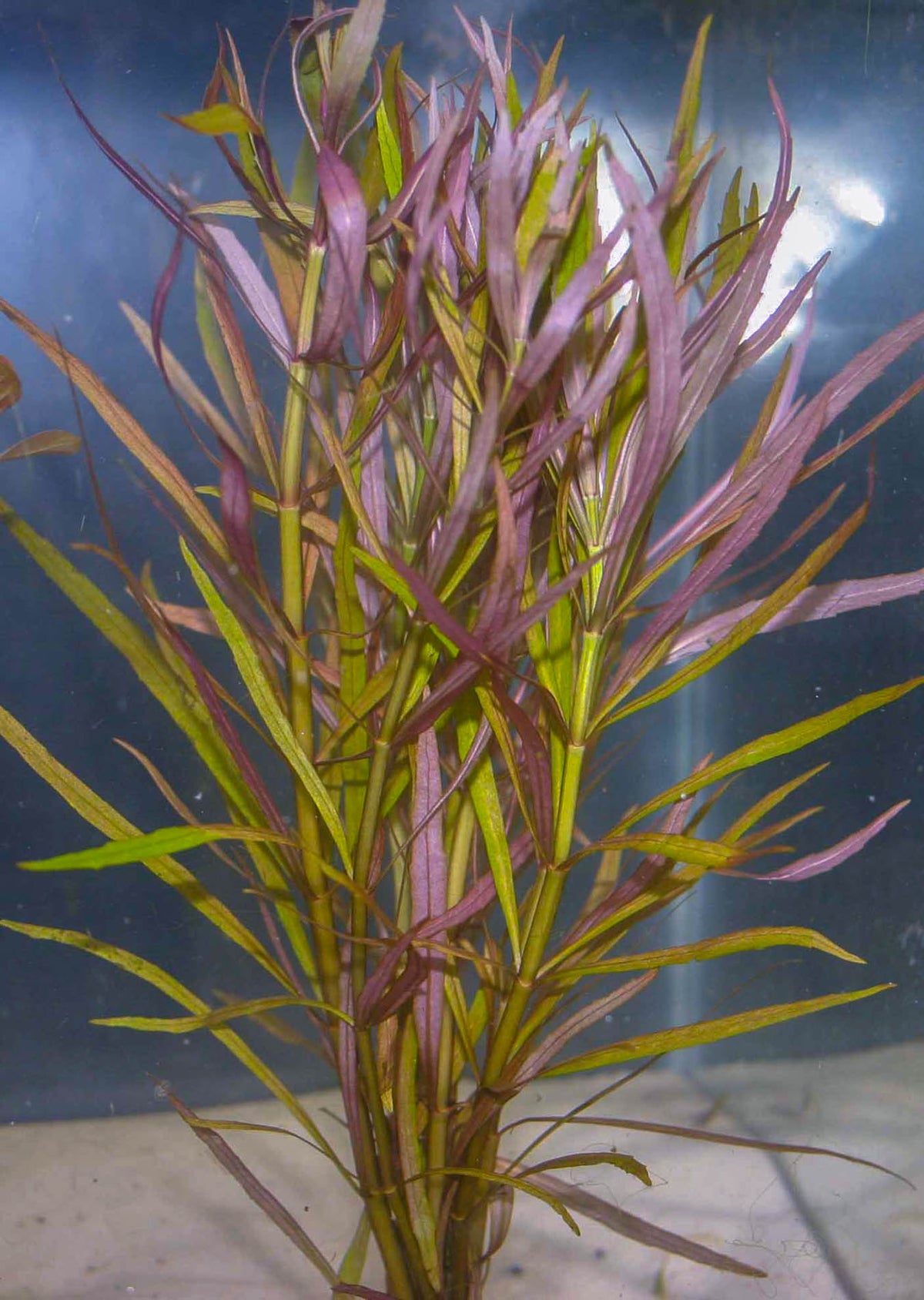 Pogostemon Stellatus Purple (Eusteralis Stellata) — photo: Florida Aquatic Nurseries, used with permission