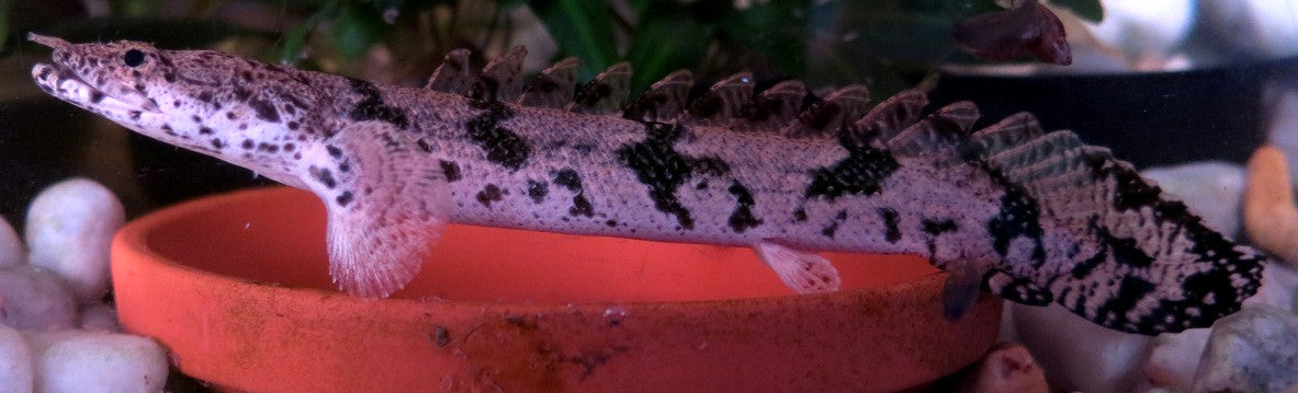Polypterus Endlicheri