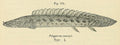 Polypterus Ansorgii