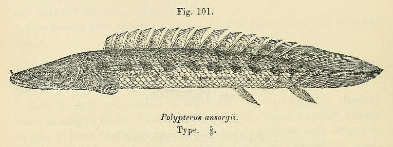 Polypterus Ansorgii