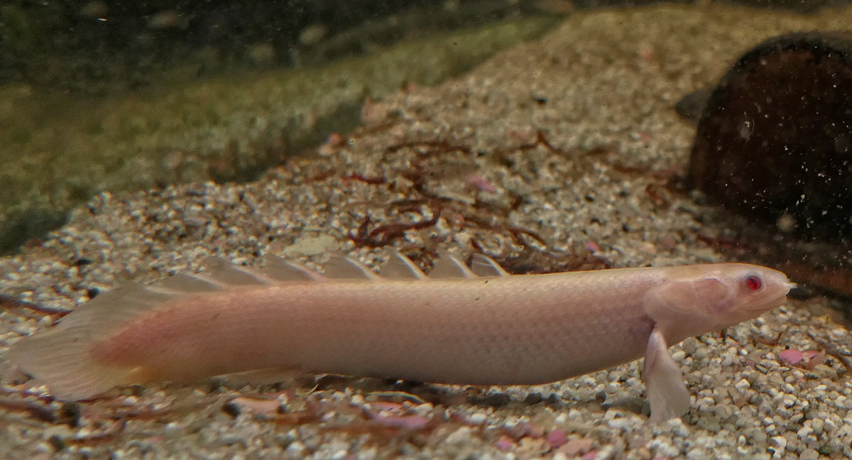 Albino Polypterus (Bichir)