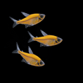 Sunburst Orange GLO Pristella Tetra (Pristella maxillaris)