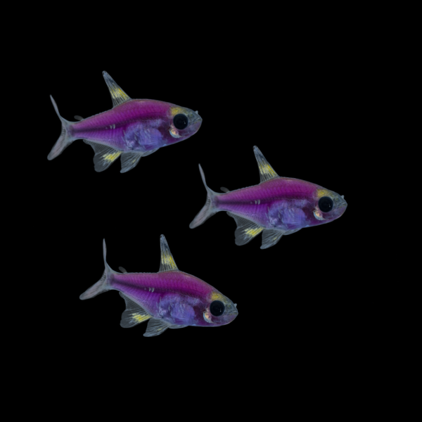 Galactic Purple GLO Pristella Tetra (Pristella maxillaris)