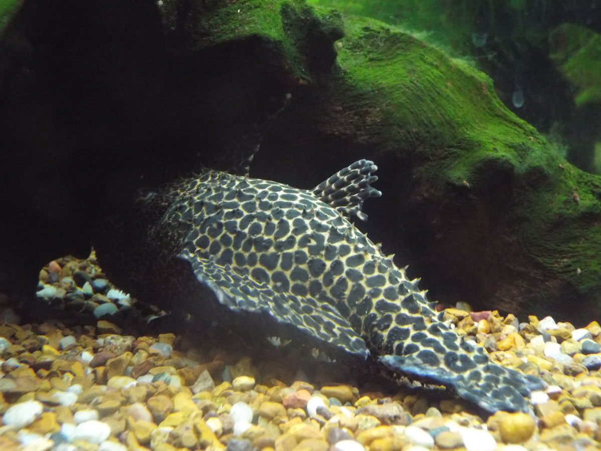 Rio Negro Leopard Pleco
