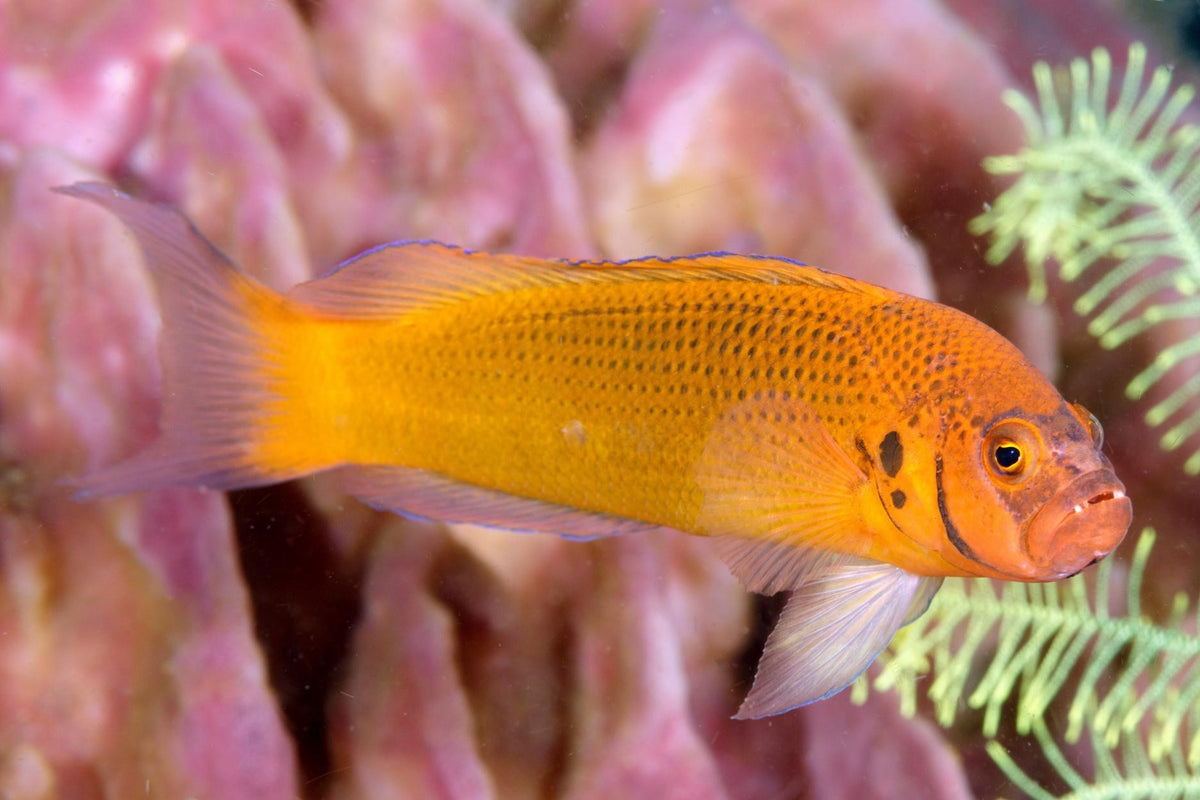Whitetail Dottyback (Pseudochromis moorei)