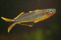 Male Furcata Forktail Rainbowfish (Pseudomugil furcatus)
