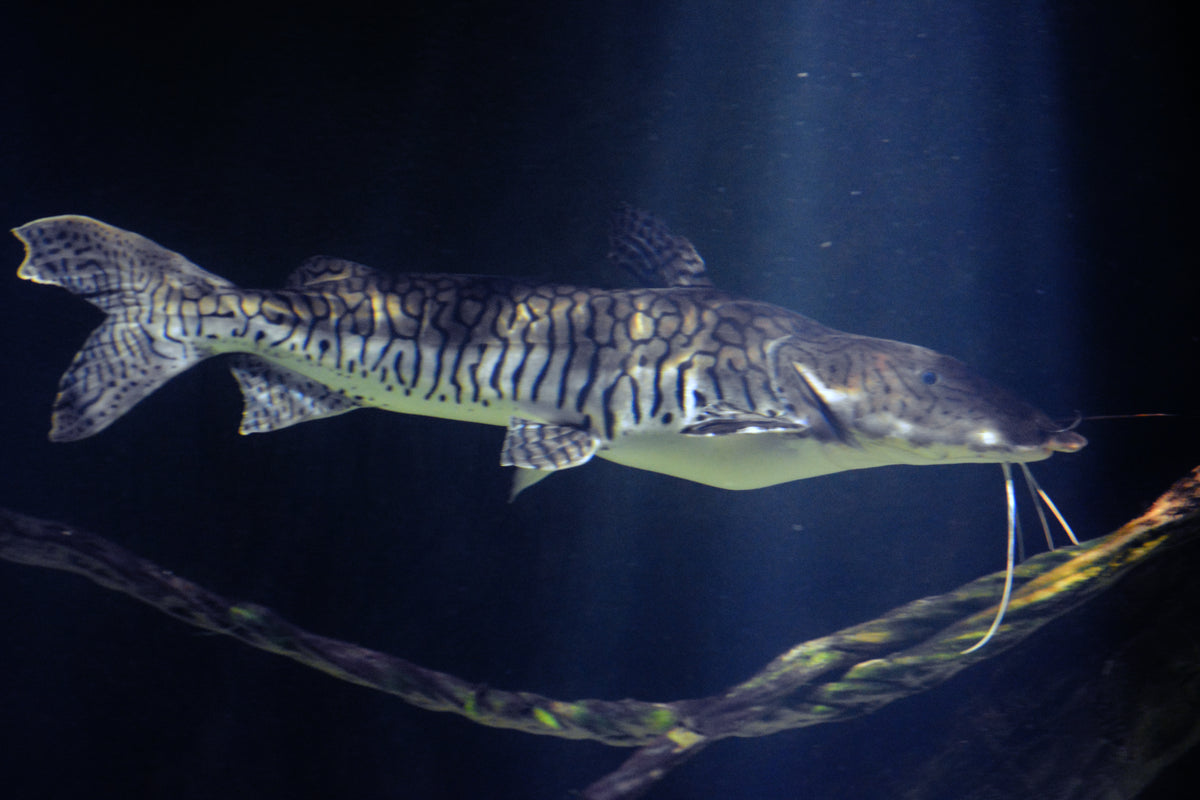 Rayaque Tiger Shovelnose (Pseudoplatystoma sp.)
