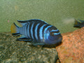 Blue Elongatus Cichlid
