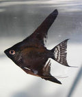 Black Angelfish (Pterophyllum scalare)